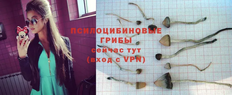 Псилоцибиновые грибы Psilocybe  закладка  Георгиевск 